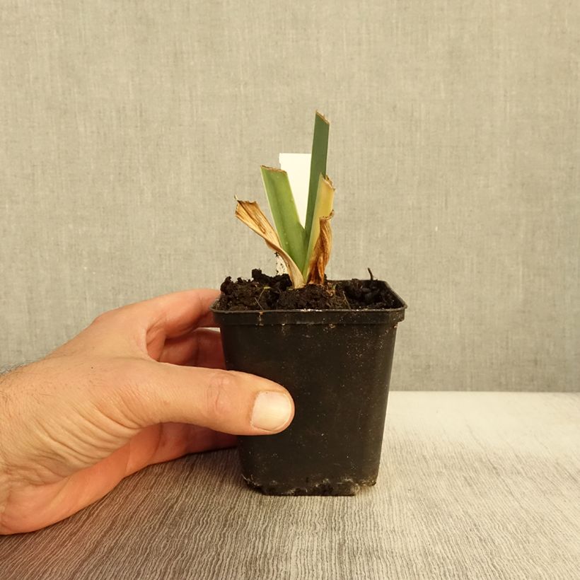 Spécimen de Iris germanica Marron Chaud - Iris des Jardins Godet de 8/9 cm tel que livré en automne