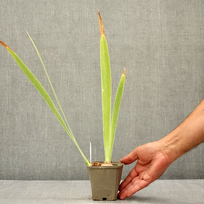 Spécimen de Iris Germanica Masque Noir - Iris des Jardins Godet de 8/9 cm tel que livré en été