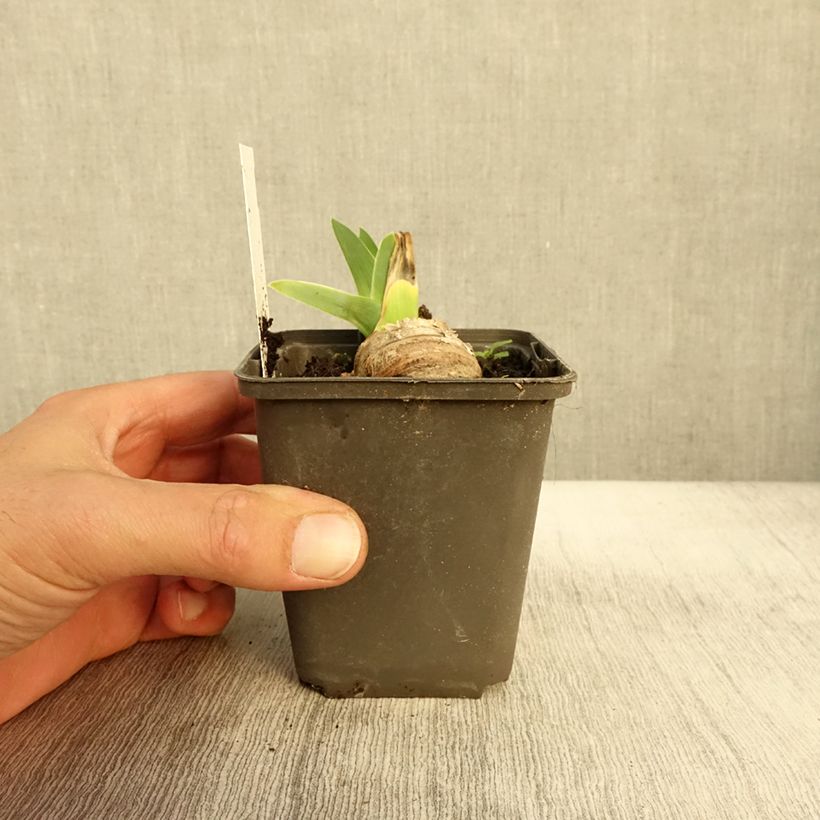 Spécimen de Iris germanica Master Plan Godet de 8/9 cm tel que livré en automne