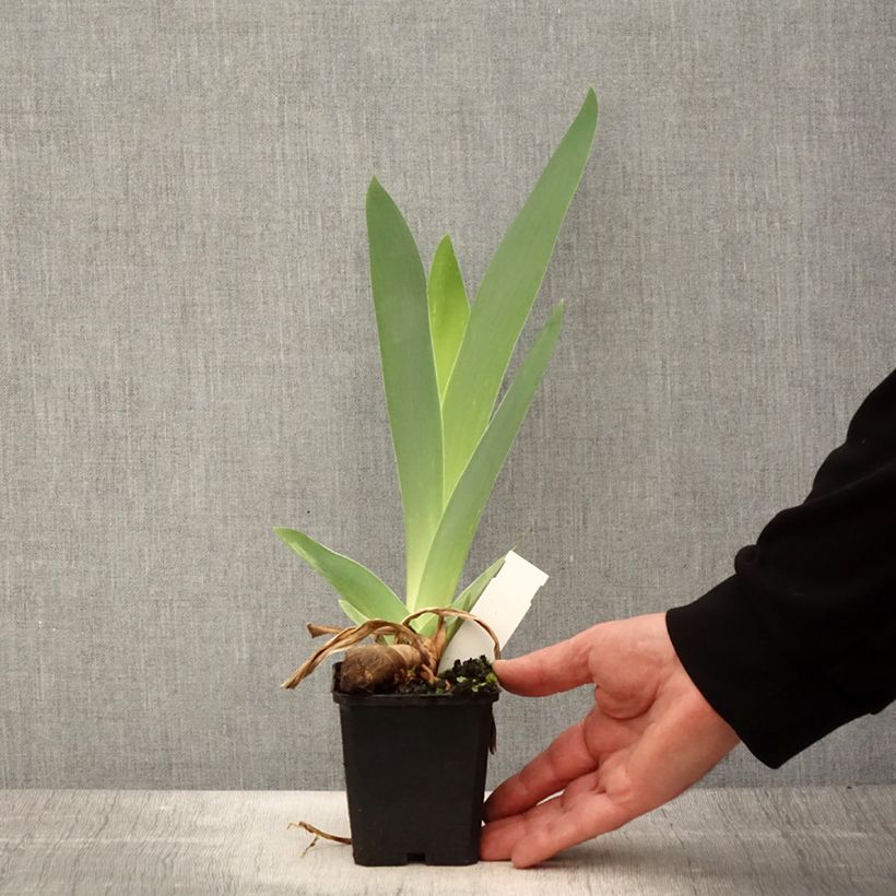 Spécimen de Iris germanica Mer du Sud - Iris des Jardins Rhizome tel que livré au printemps