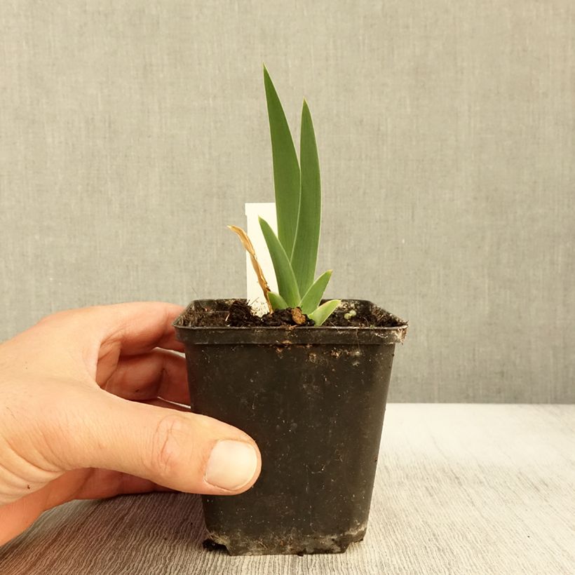 Spécimen de Iris germanica Modern Woman - Iris des Jardins Godet de 8/9 cm tel que livré en automne