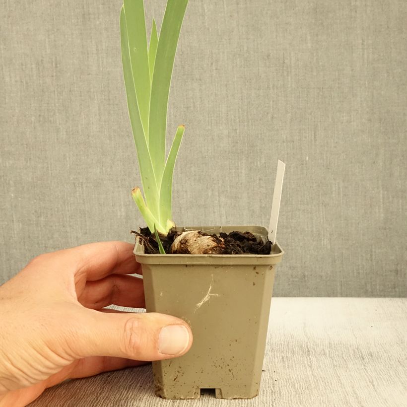 Spécimen de Iris germanica Morning Mail - Iris des Jardins Godet de 8/9 cm tel que livré en automne