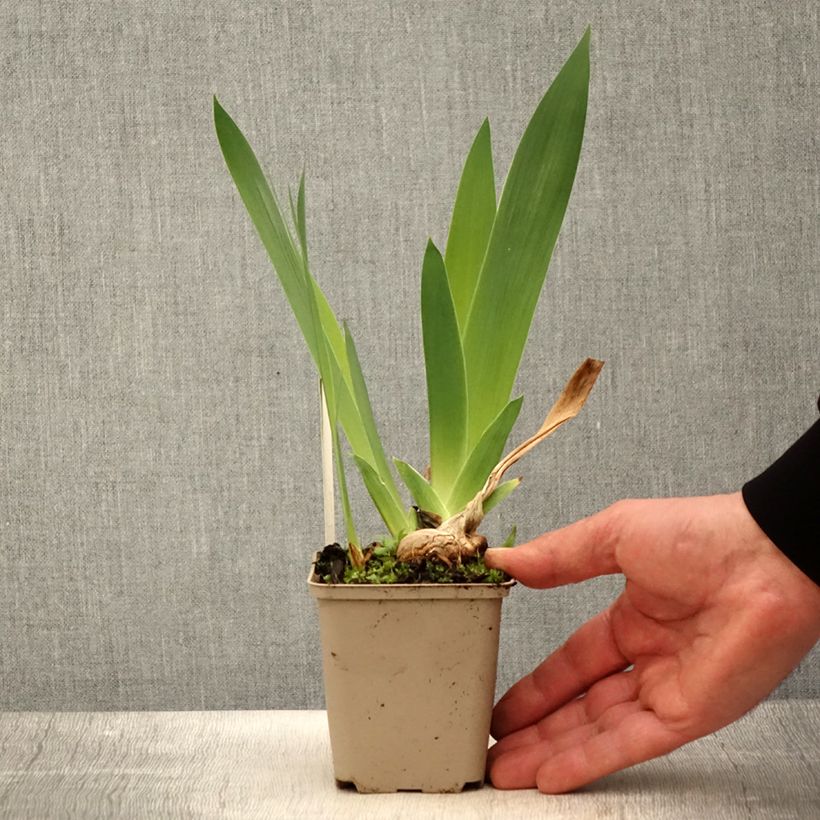 Spécimen de Iris germanica Naples - Iris des Jardins  - Rhizome ou godet tel que livré au printemps