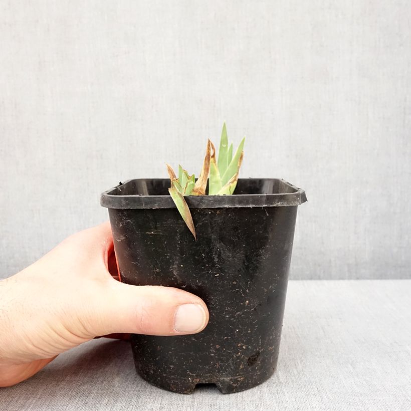 Spécimen de Iris germanica Natchez Trace - Iris des Jardins  Pot de 1,5L/2L tel que livré en hiver