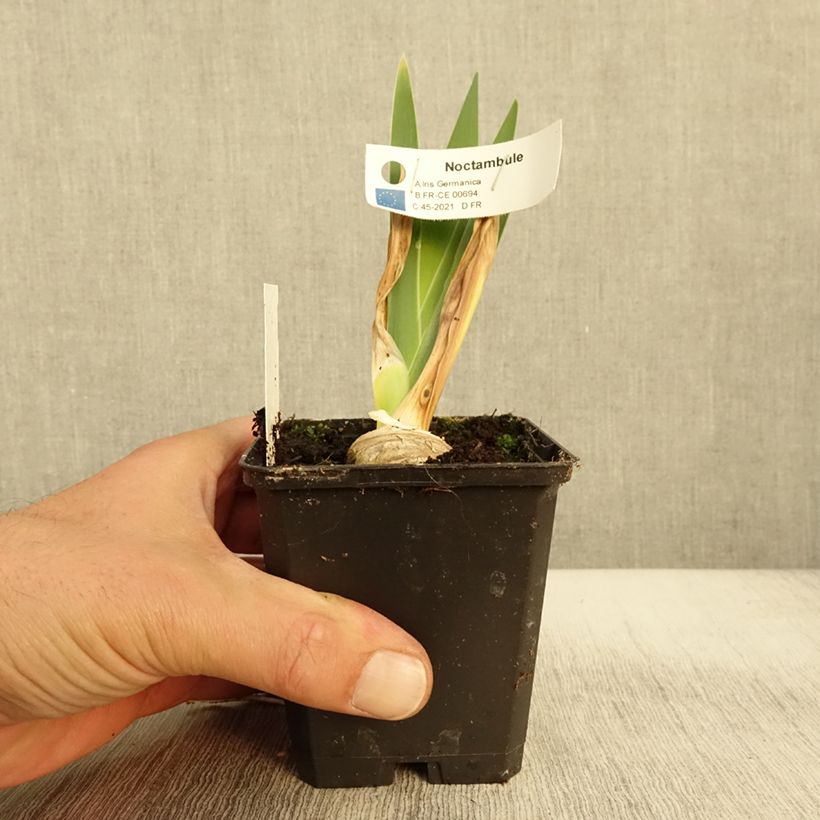 Spécimen de Iris germanica Noctambule - Iris des Jardins Godet de 8/9 cm tel que livré en automne