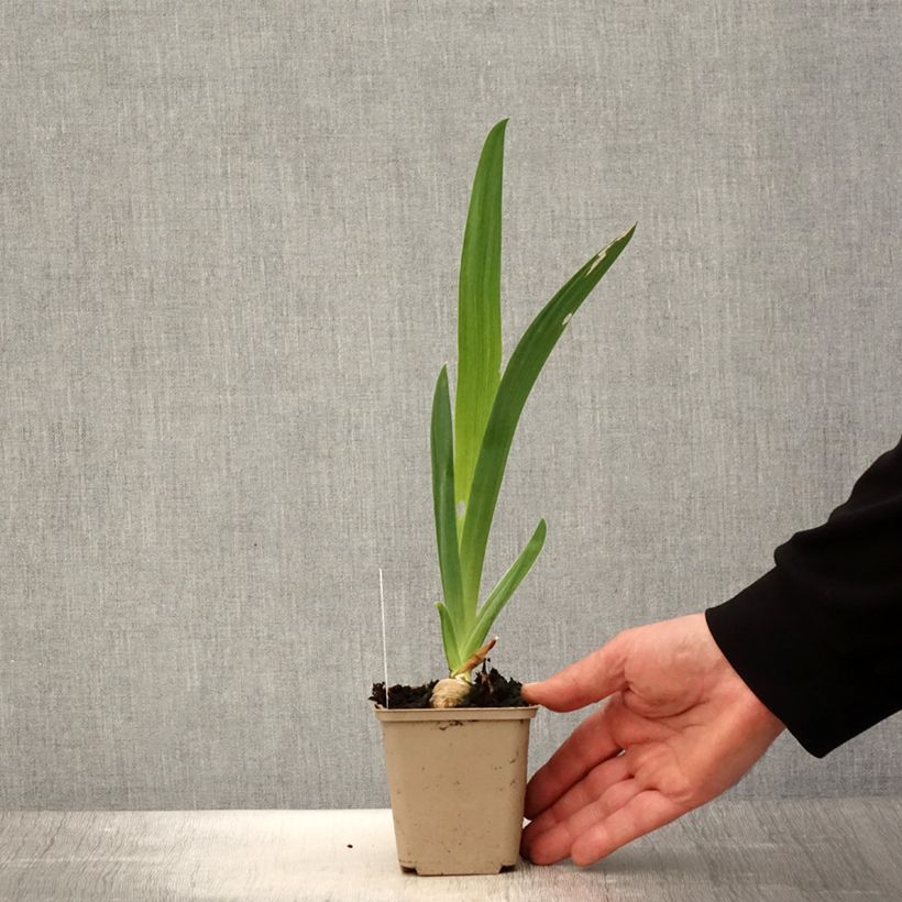 Spécimen de Iris germanica Noctambule - Iris des Jardins - Rhizome ou godet tel que livré au printemps