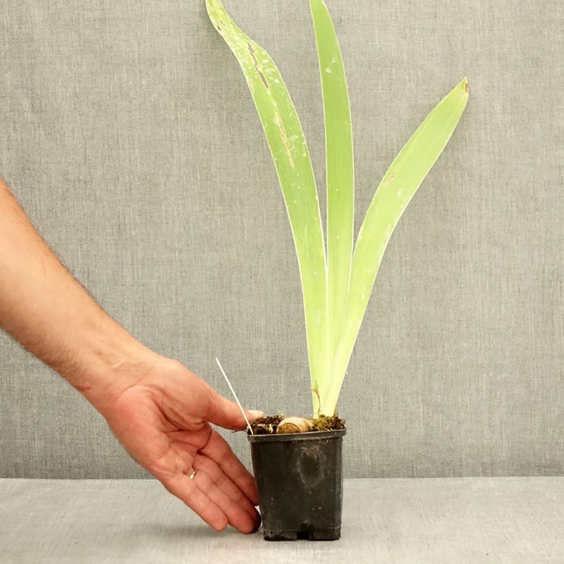 Spécimen de Iris germanica Oh! Susannah - Iris des Jardins Godet de 8/9 cm tel que livré en été