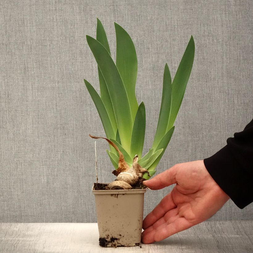 Spécimen de Iris germanica Oh! Susannah - Iris des Jardins - Rhizome ou godet tel que livré au printemps