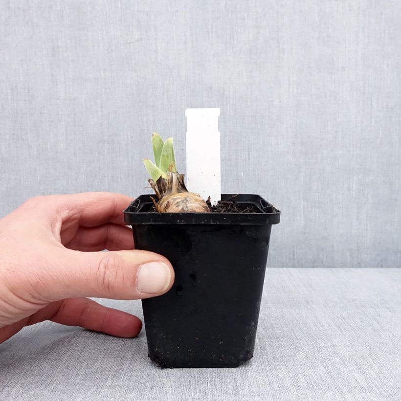 Spécimen de Iris germanica On The Move - Iris des Jardins - Rhizome ou godet tel que livré en hiver