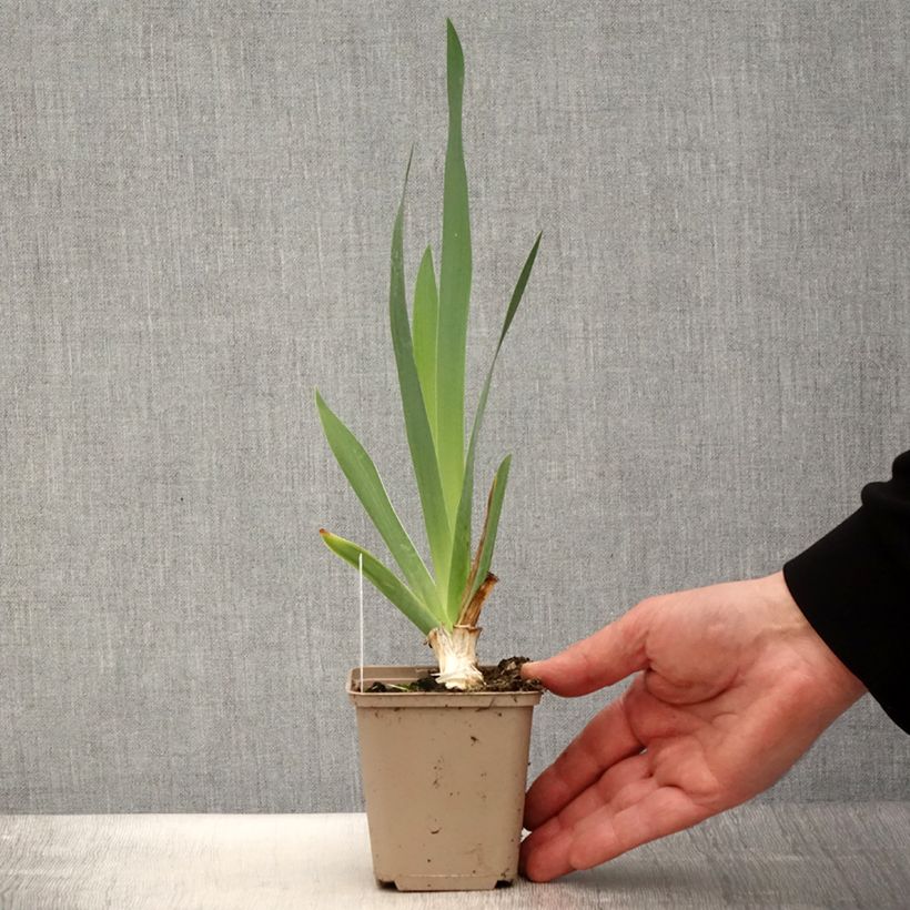 Spécimen de Iris germanica Pinnacle - Iris des Jardins Rhizome ou godet tel que livré au printemps