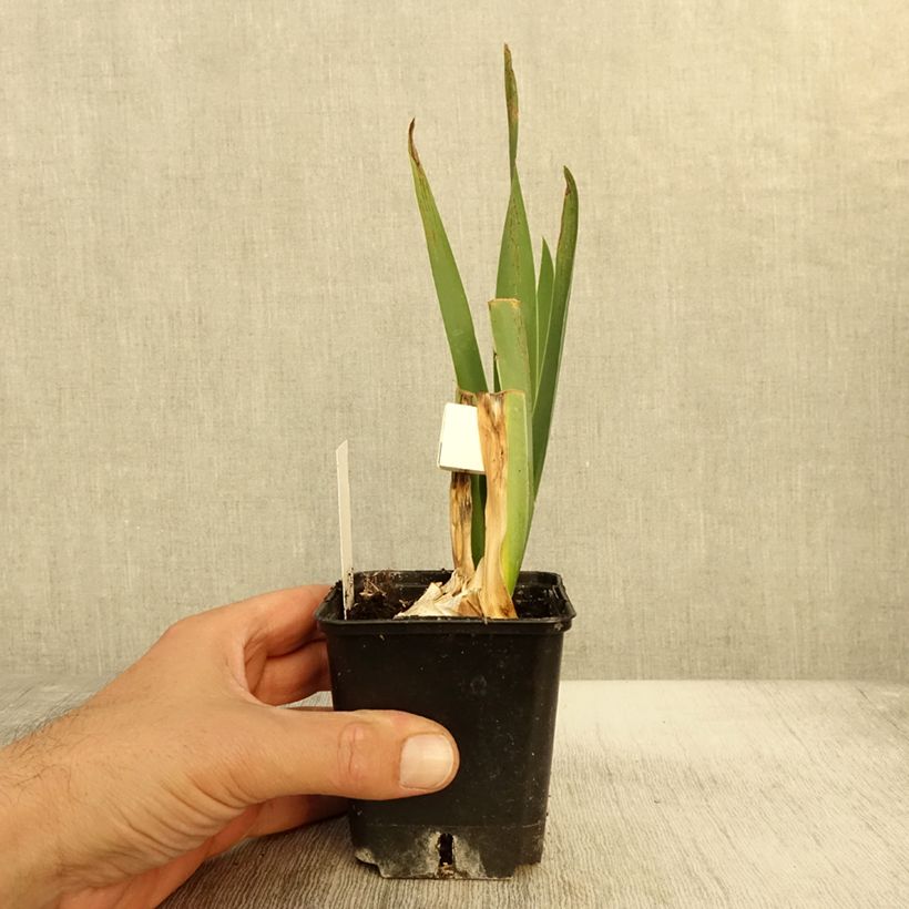 Spécimen de Iris germanica Plaisantin - Iris des Jardins Godet de 8/9 cm tel que livré en automne
