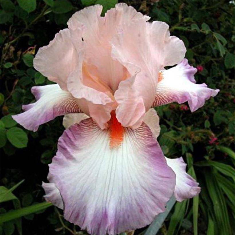 Iris germanica Poésie - Iris des Jardins (Floraison)