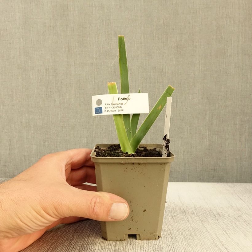 Spécimen de Iris germanica Poésie - Iris des Jardins - Rhizome, Calibre 10/15, qualité extra tel que livré en automne
