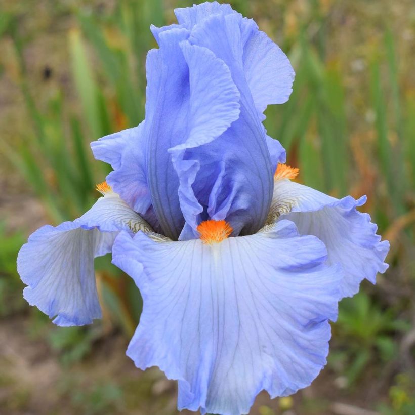 Iris germanica Princesse Caroline de Monaco - Iris des Jardins (Floraison)
