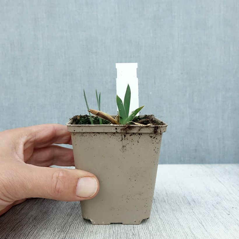 Spécimen de Iris germanica Profond Mystère - Iris des Jardins Godet de 8/9 cm tel que livré en automne