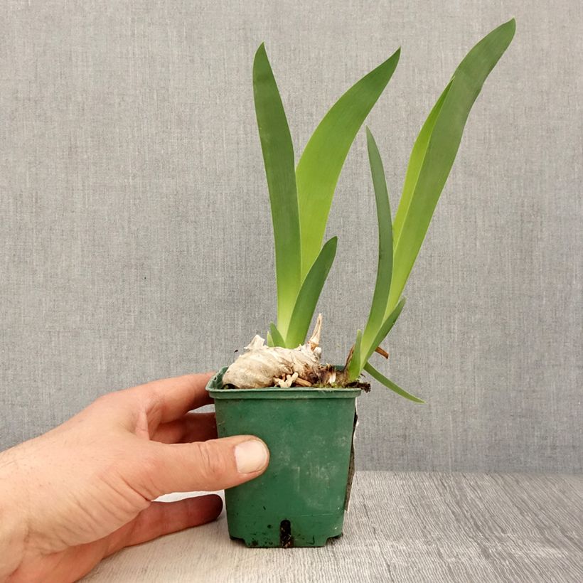 Spécimen de Iris germanica Profond Soupir - Grand Iris des Jardins Rhizome, Calibre 10/15, qualité extra tel que livré au printemps