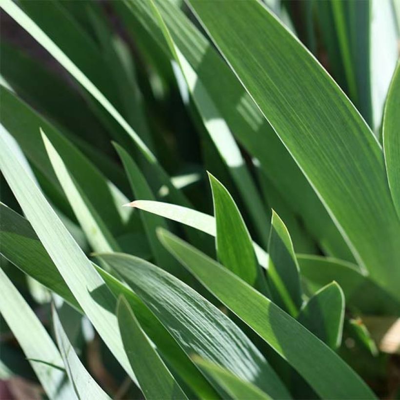 Iris germanica Provençal (Feuillage)