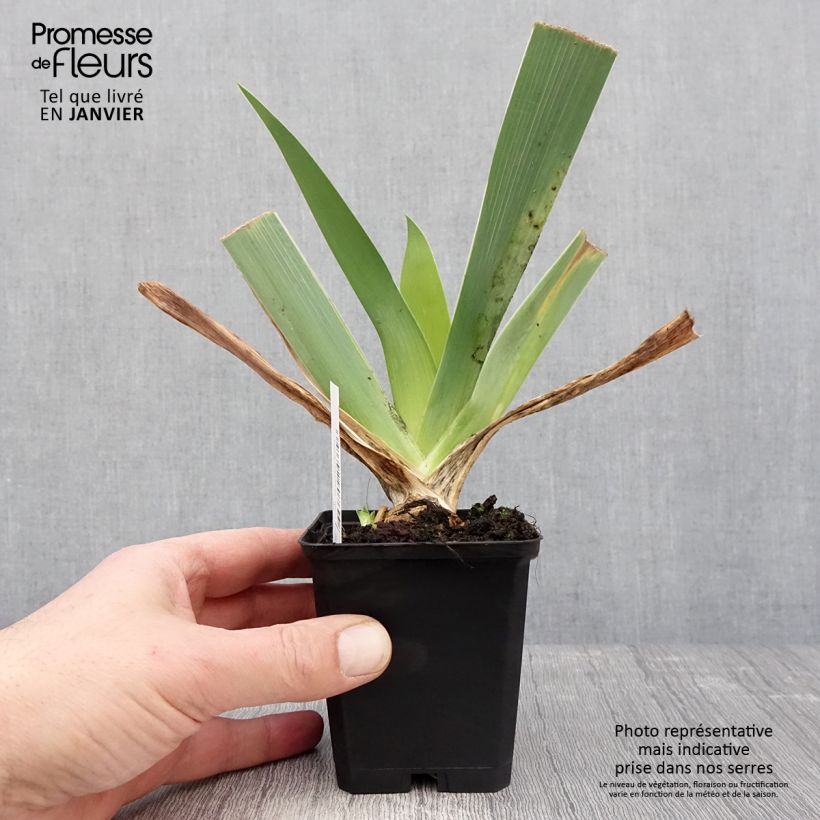 Spécimen de Iris germanica Qualified - Iris des Jardins Godet de 8/9 cm tel que livré en hiver
