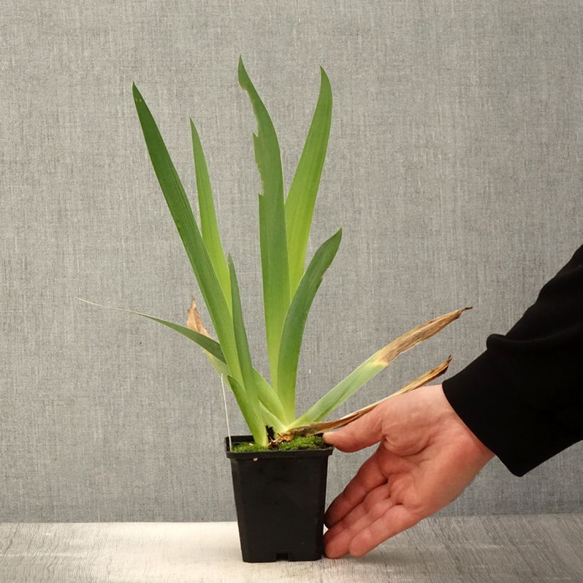 Spécimen de Iris germanica Qualified - Iris des Jardins - Rhizome ou godet tel que livré au printemps