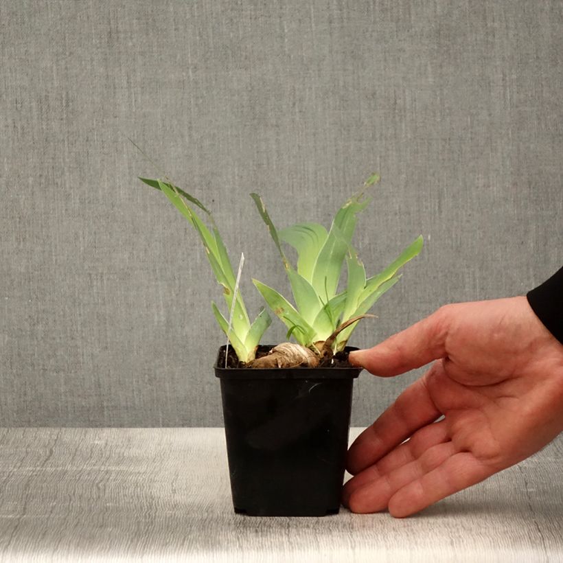 Spécimen de Iris germanica Ré la Blanche - Iris des Jardins Rhizome ou godet tel que livré au printemps