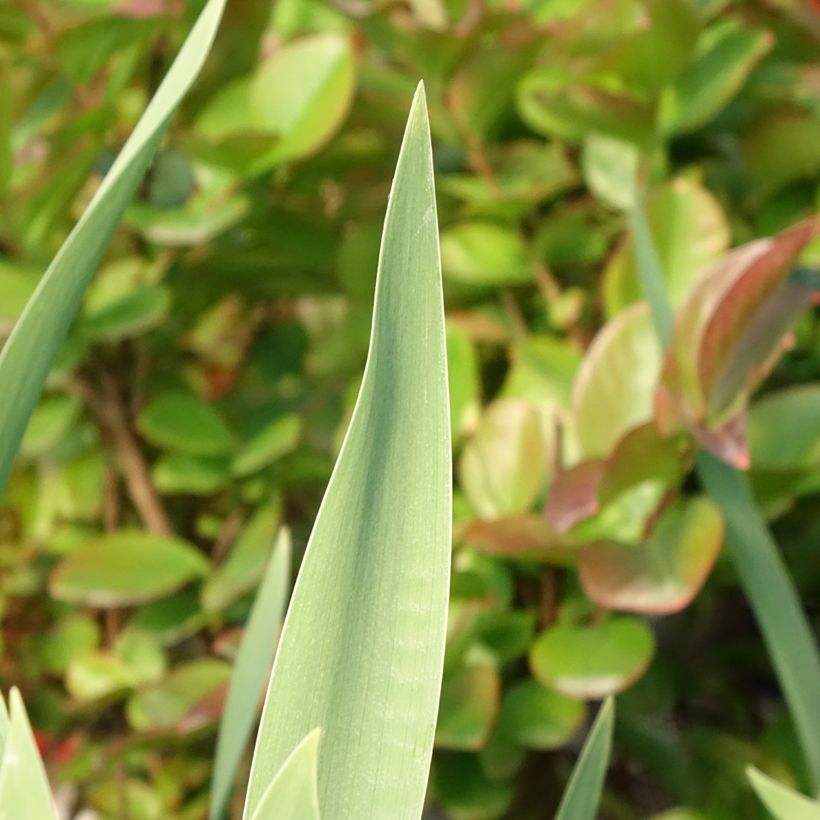 Iris germanica Red Orchid - Iris des Jardins (Feuillage)