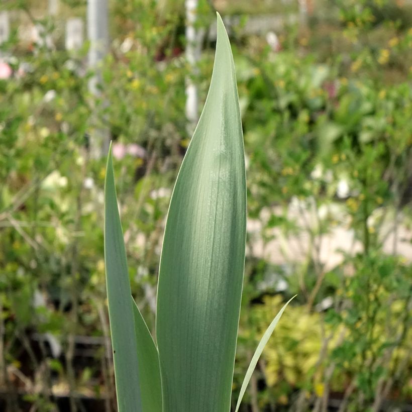 Iris germanica Red Orchid - Iris des Jardins (Feuillage)