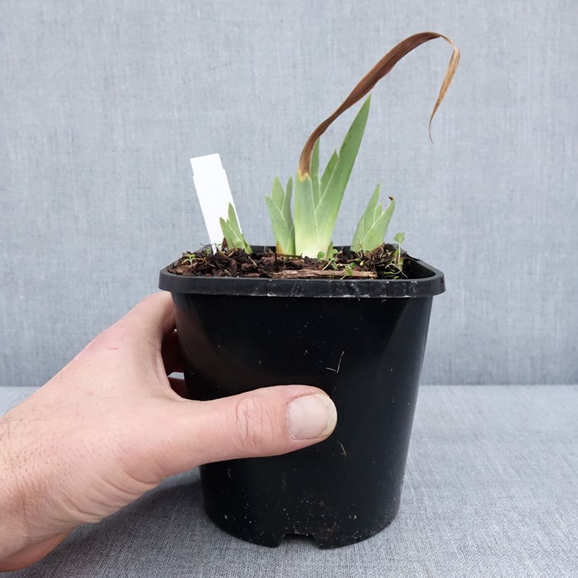 Spécimen de Iris germanica Red Orchid - Iris des Jardins Pot de 1,5L/2L tel que livré en hiver