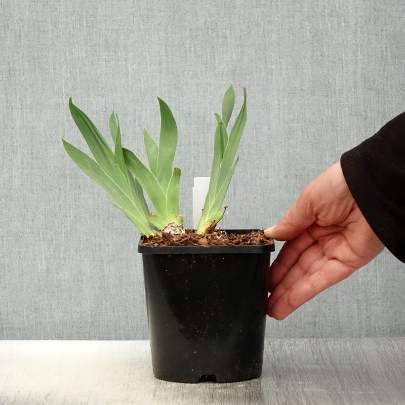 Spécimen de Iris germanica Red Orchid - Iris des Jardins - Pot de 1,5L/2L tel que livré au printemps