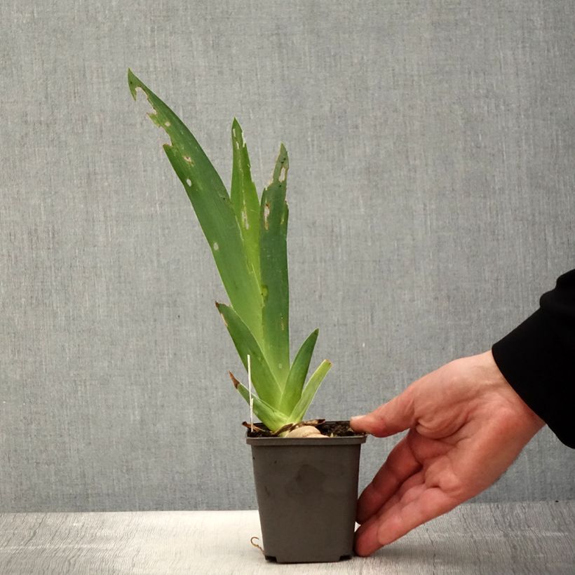 Spécimen de Iris germanica Ring Around Rosie - Iris des Jardins - Rhizome ou godet tel que livré au printemps