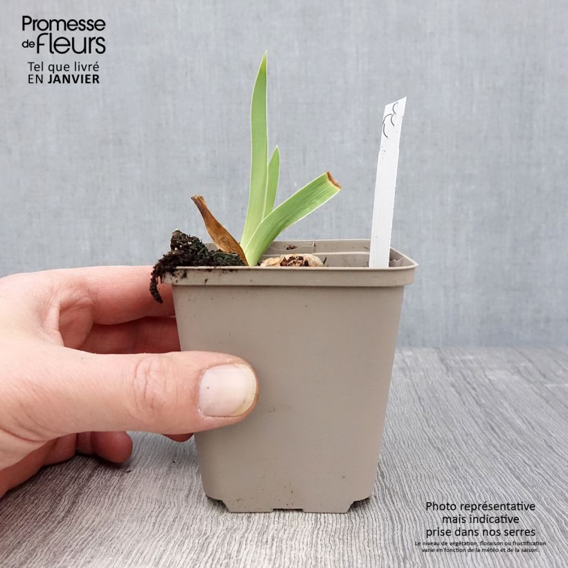 Spécimen de Iris germanica Rio de Oro - Iris des Jardins Godet de 8/9 cm tel que livré en hiver