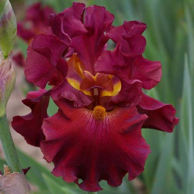 Iris germanica Rip City (Floraison)