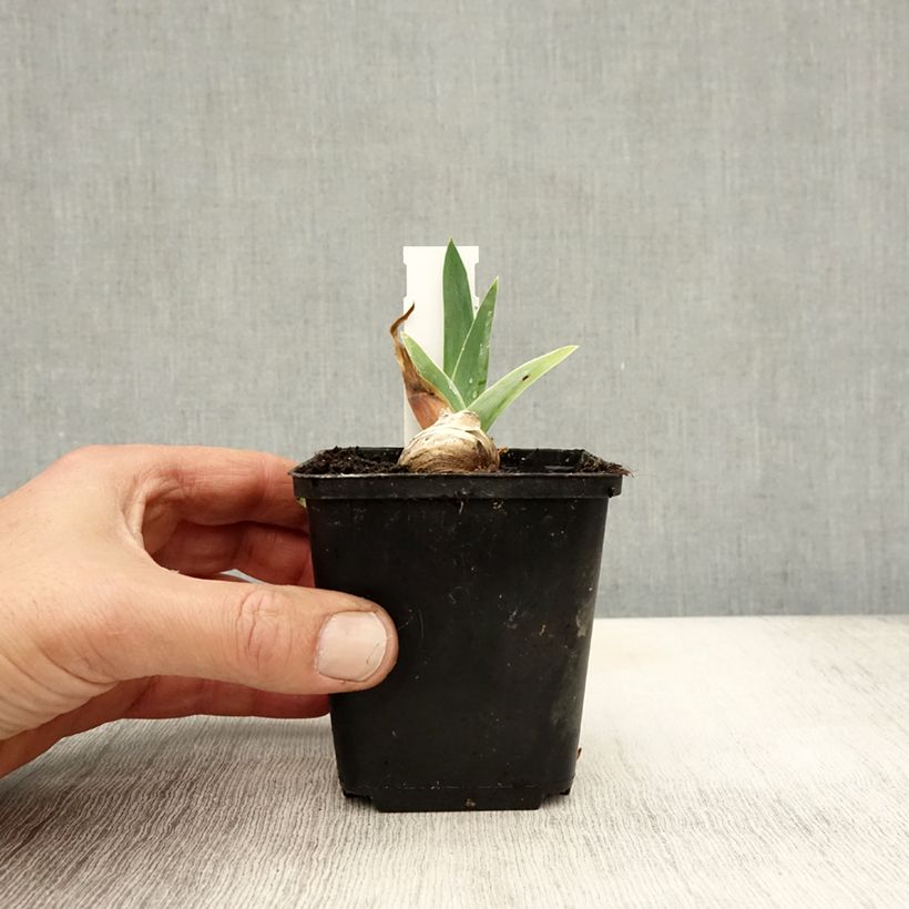 Spécimen de Iris germanica Robe du soir - Iris des Jardins Godet de 8/9 cm tel que livré en automne