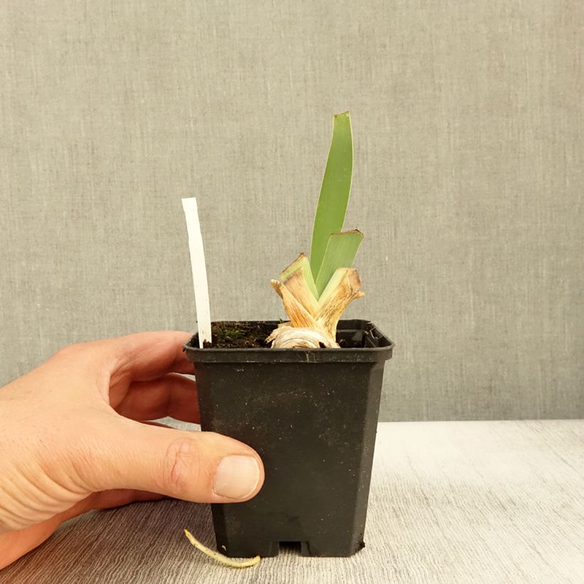 Spécimen de Iris germanica Rosalie Figge - Iris des Jardins Godet de 8/9 cm tel que livré en automne