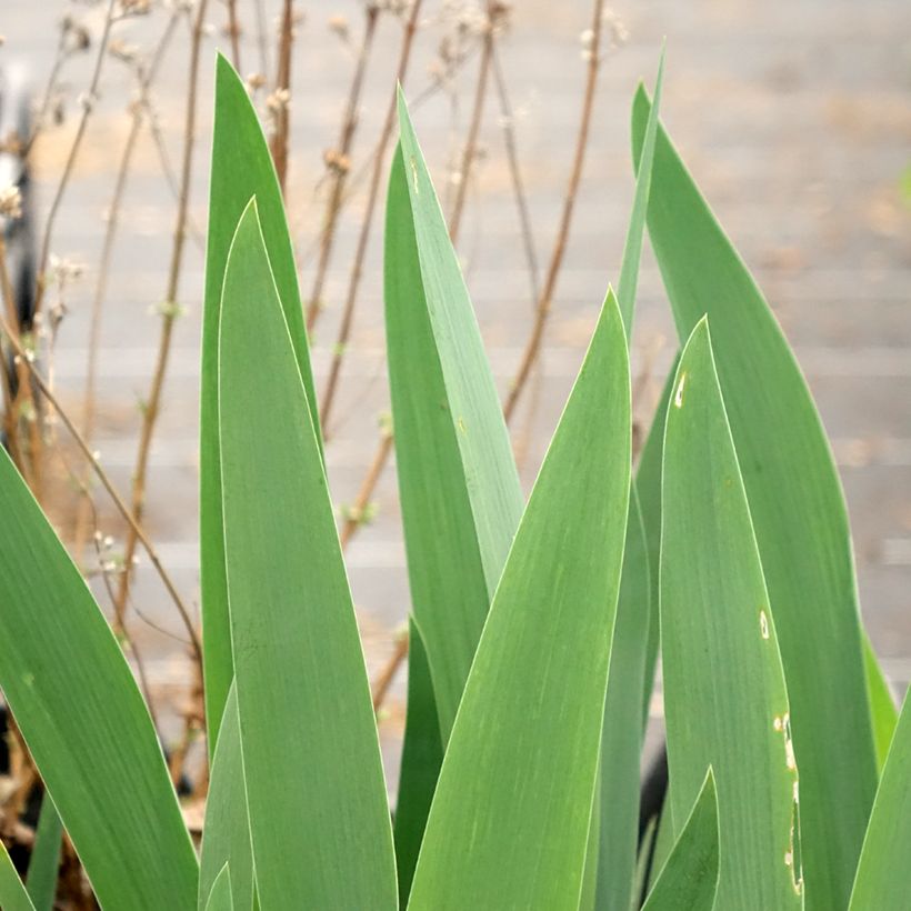 Iris germanica Rouge de Plaisir - Iris des Jardins (Feuillage)