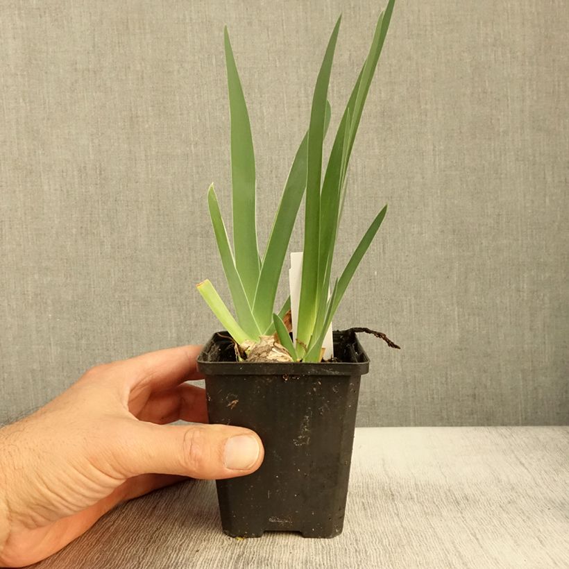 Spécimen de Iris germanica Sharper Image- Iris des Jardins Godet de 8/9 cm tel que livré en automne