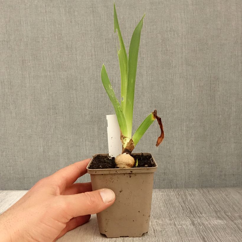 Spécimen de Iris germanica Sharper Image- Iris des Jardins - Rhizome ou godet tel que livré au printemps