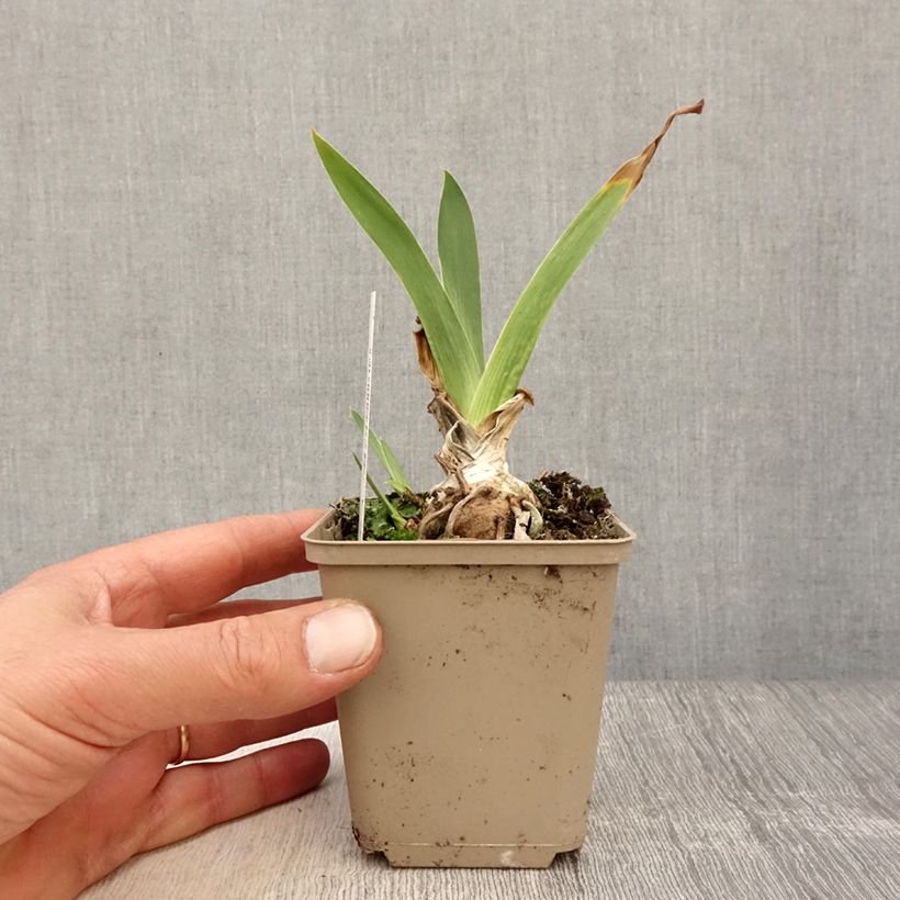 Spécimen de Iris germanica Siva Siva - Iris des Jardins Rhizome ou godet tel que livré au printemps