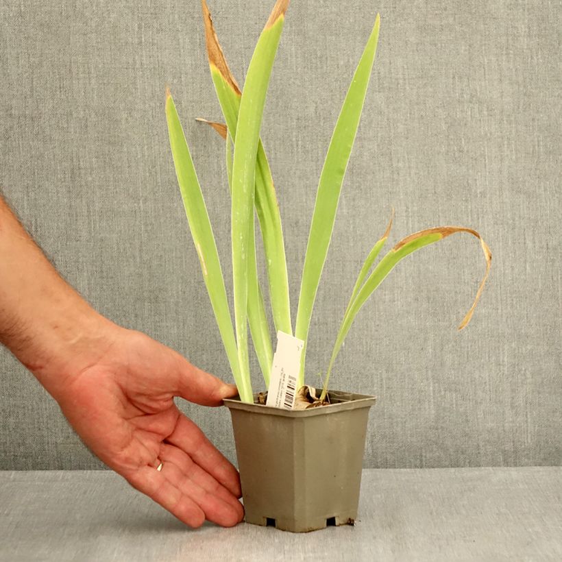 Spécimen de Iris germanica Sorcellerie - Iris des Jardins Godet de 8/9 cm tel que livré en été