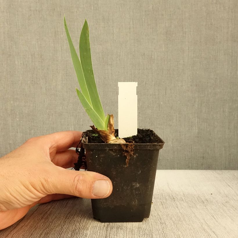 Spécimen de Iris germanica Sovereign Crown - Iris des Jardins Godet de 8/9 cm tel que livré en automne