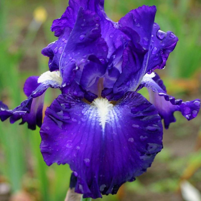 Iris germanica Spot - Iris des Jardins remontant. (Floraison)