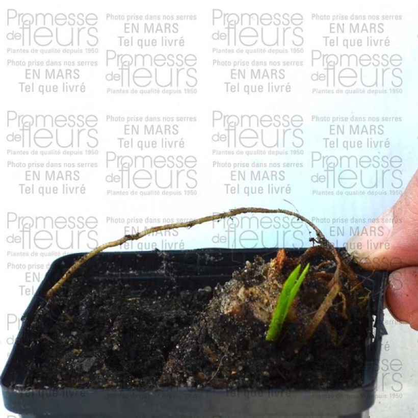 Exemple de spécimen de Iris germanica Striking Rhizome ou godet tel que livré