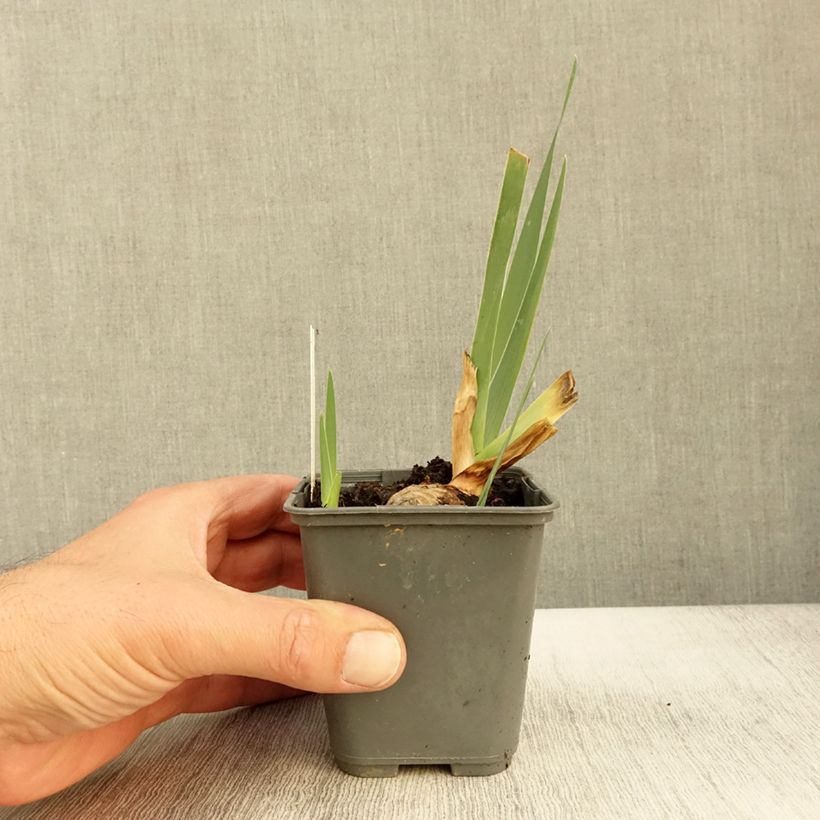 Spécimen de Iris germanica Sur la plage - Iris des Jardins Godet de 8/9 cm tel que livré en automne