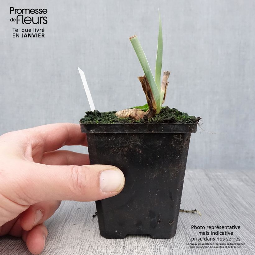 Spécimen de Iris germanica Tabac Blond - Iris des Jardins Godet de 8/9 cm tel que livré en hiver