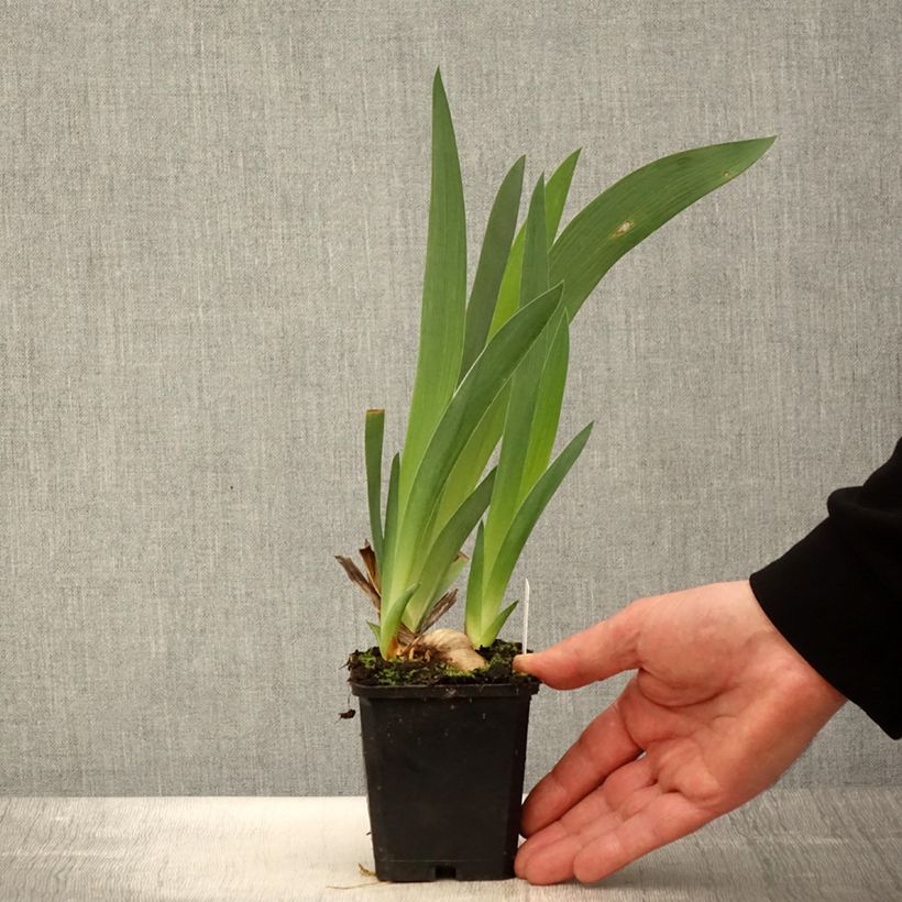 Spécimen de Iris germanica Tabac Blond - Iris des Jardins - Rhizome ou godet tel que livré au printemps