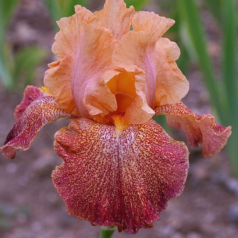 Iris germanica Tanzanian Tangerine Sunset - Iris des Jardins (Floraison)