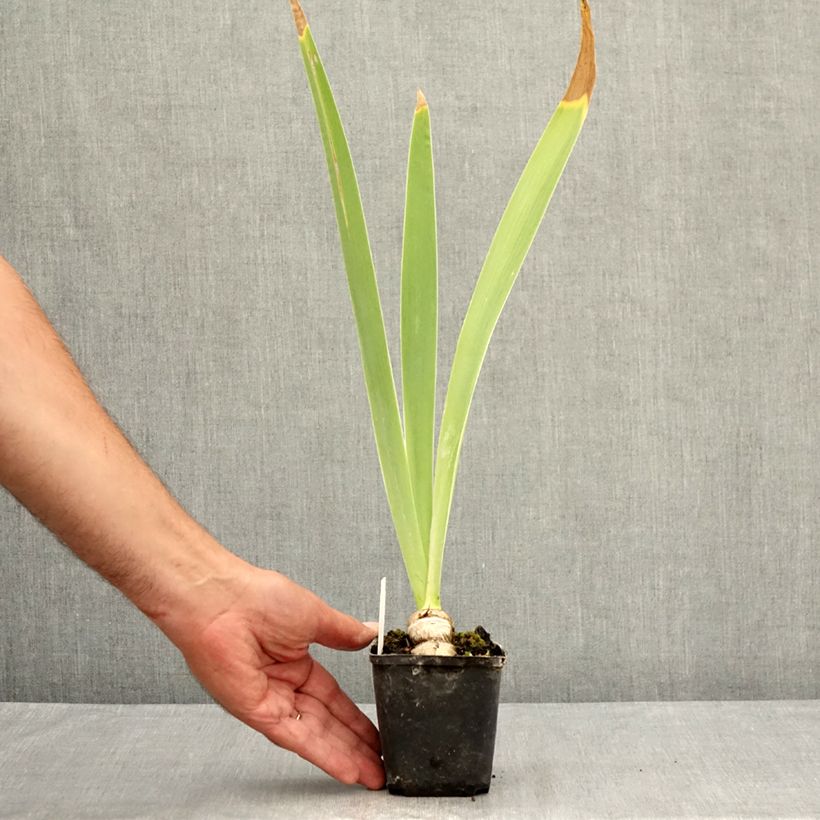 Spécimen de Iris germanica Tel Arlequin - Iris des Jardins Godet de 8/9 cm tel que livré en été