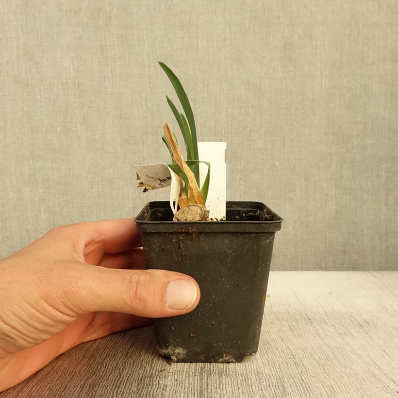 Spécimen de Iris germanica Tel Arlequin - Iris des Jardins Godet de 8/9 cm tel que livré en automne