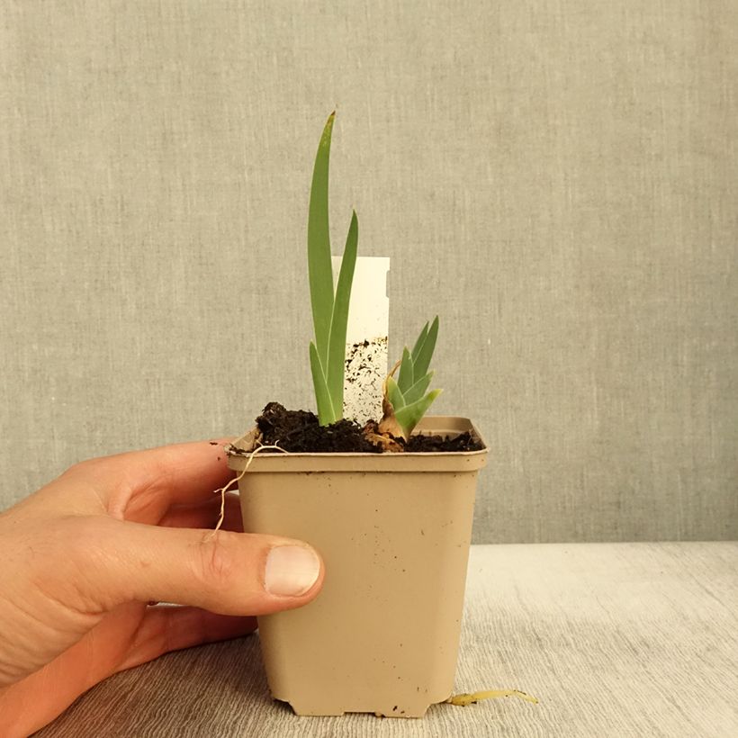 Spécimen de Iris germanica Thornbird Godet de 8/9 cm tel que livré en automne