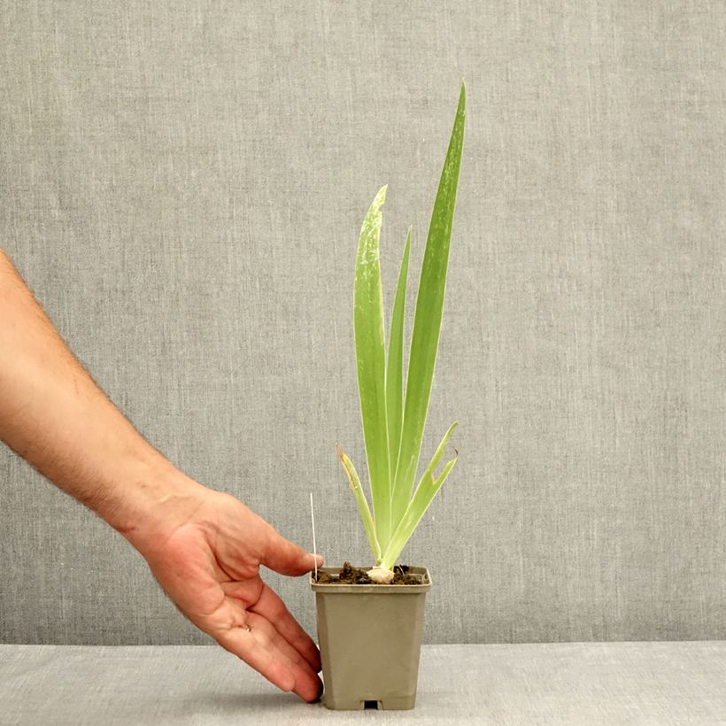 Spécimen de Iris germanica Tiger Honey Godet de 8/9 cm tel que livré en été
