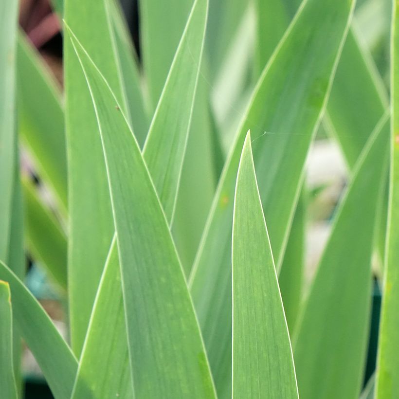 Iris germanica Tuxedo - Iris des Jardins (Feuillage)